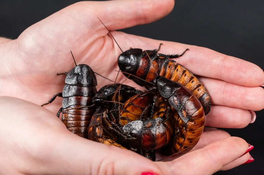 La France pas prête pour manger des cafards ! La start-up Ÿnsect placée en procédure de sauvegarde.