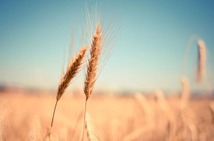 Pénurie. L’Inde fait s’envoler les cours du blé dans le monde.