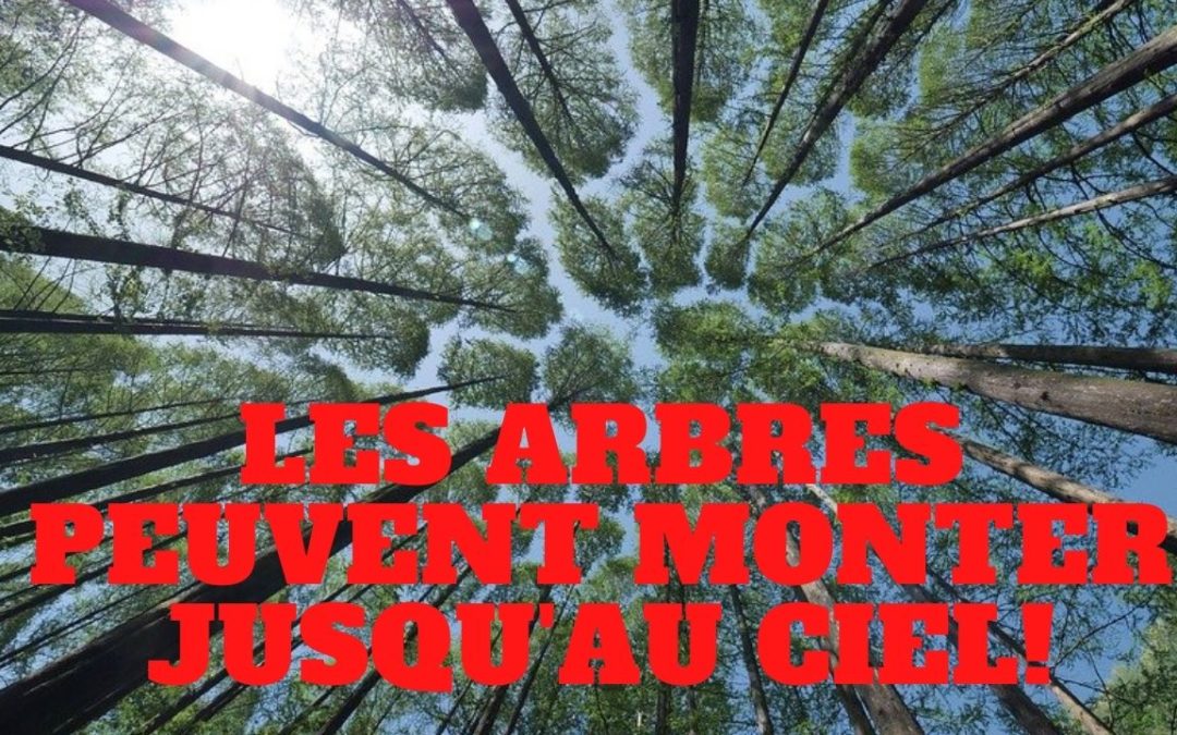 « Tout monte. Les arbres montent jusqu’au ciel » L’édito de Charles SANNAT