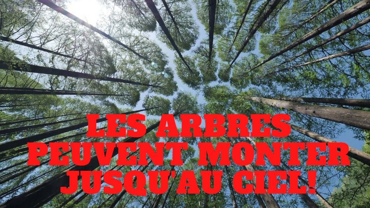 « Tout monte. Les arbres montent jusqu’au ciel » L’édito de Charles SANNAT